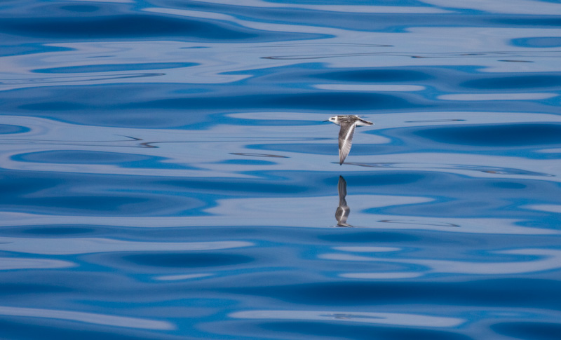 Red-Necked Phalarope In Flight Reflected On Ocean Surface